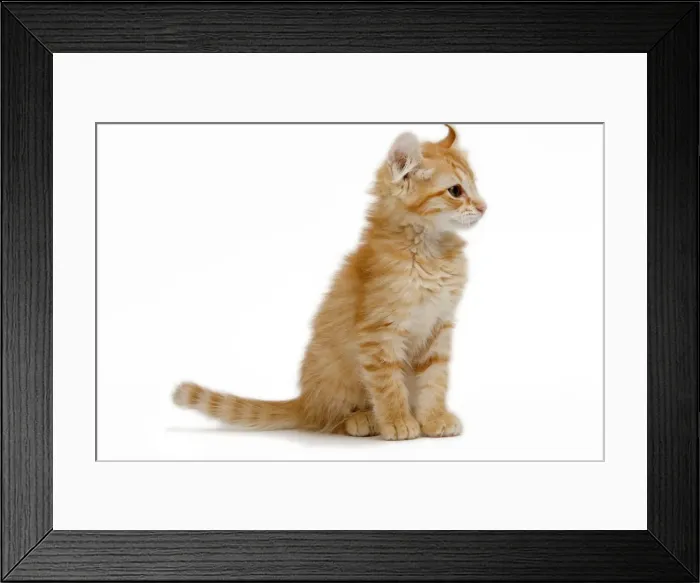 Framed Print : Cat - American Curl red tabby kitten in studio Framed Print : Cat - American Curl red tabby kitten in studio