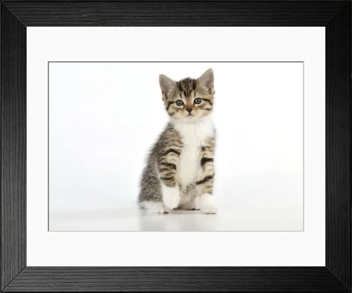 Framed Print : CAT. Kitten sitting down Framed Print : CAT. Kitten sitting down