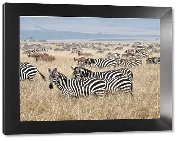 Common Zebra - group grazing - with one or two Topi in background - Masai Mara - Kenya