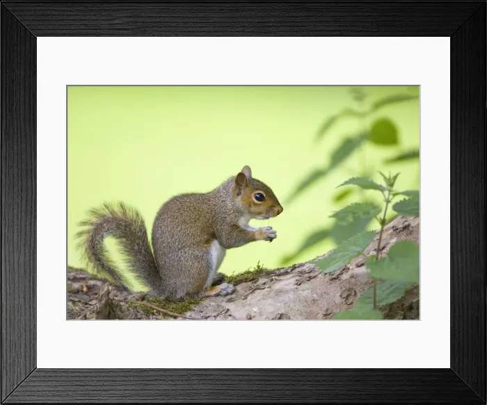 Framed Print : Grey Squirrel - Norfolk - UK Framed Print : Grey Squirrel - Norfolk - UK