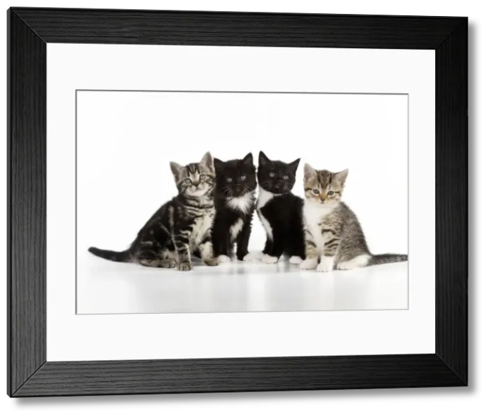 Framed Print : CAT. Kittens sitting together Framed Print : CAT. Kittens sitting together