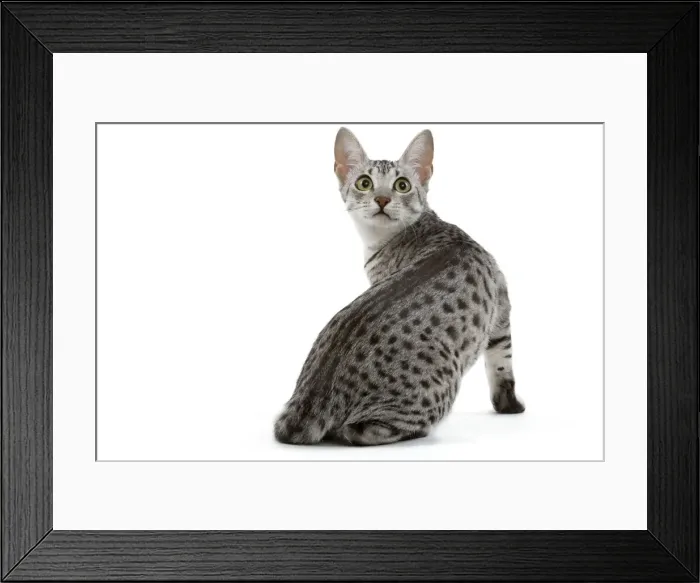 Framed Print : Cat - Egyptian Mau - black silver spotted in studio Framed Print : Cat - Egyptian Mau - black silver spotted in studio