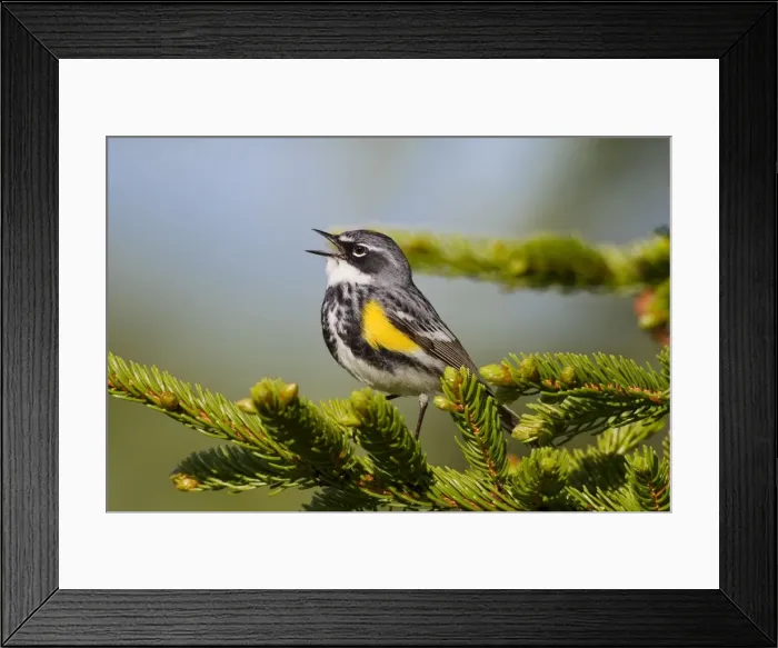 Framed Print : Yellow-rumped Warbler - singing - spring - northern Maine - USA Framed Print : Yellow-rumped Warbler - singing - spring - northern Maine - USA