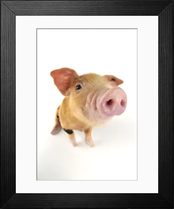 Framed Print : Pig. Oxford sandy and black piglet on white background Framed Print : Pig. Oxford sandy and black piglet on white background