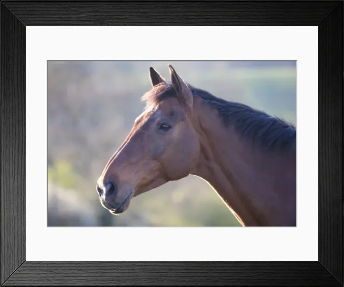 Framed Print : Horse Portrait of chestnut mare Framed Print : Horse Portrait of chestnut mare