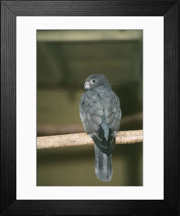 Framed Print : Lesser Vasa / Black Parrot - on perch Framed Print : Lesser Vasa / Black Parrot - on perch