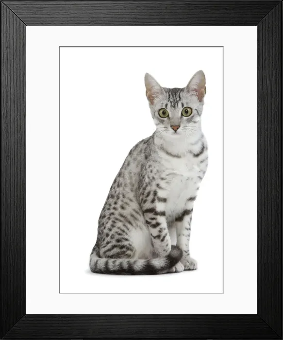 Framed Print : Cat - Egyptian Mau - black silver spotted in studio Framed Print : Cat - Egyptian Mau - black silver spotted in studio