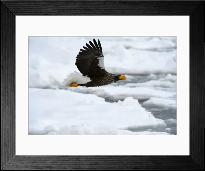 Framed Print : Steller's Sea Eagle - in flight over sea ice - Hokkaido Island - Japan Framed Print : Steller's Sea Eagle - in flight over sea ice - Hokkaido Island - Japan