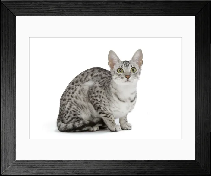 Framed Print : Cat - Egyptian Mau - black silver spotted in studio Framed Print : Cat - Egyptian Mau - black silver spotted in studio
