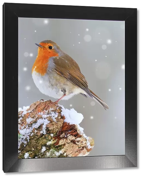 BIRD. Robin Digital Manipulation: falling snow