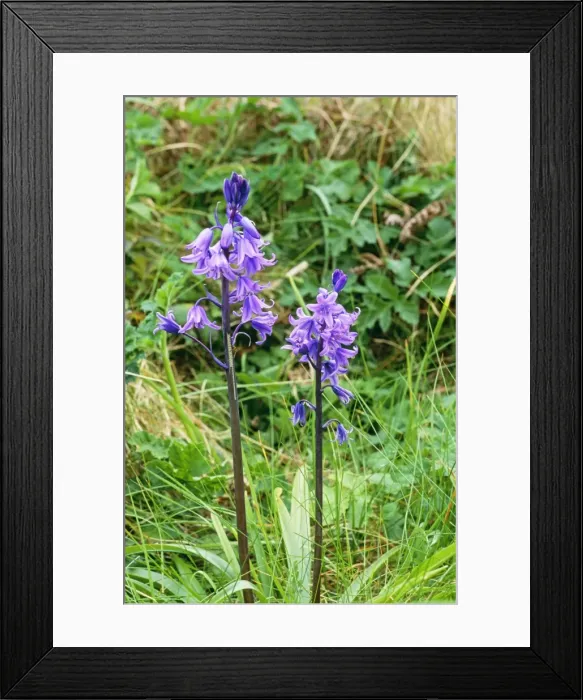 Framed Print : Spanish Bluebell DAD 1574 Scilly Isles Endymian hispanicus © David Dixon / ARDEA LONDON Framed Print : Spanish Bluebell DAD 1574 Scilly Isles Endymian hispanicus © David Dixon / ARDEA LONDON