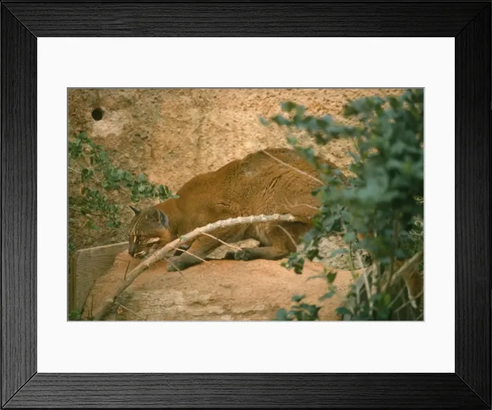 Framed Print : Golden Cat Framed Print : Golden Cat