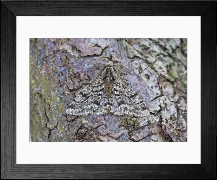Framed Print : Brindled Beauty - Noth Lincolnshire - England Framed Print : Brindled Beauty - Noth Lincolnshire - England