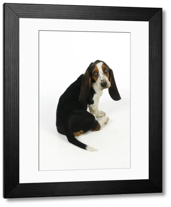 Framed Print : DOG. Basset hound puppy (10 weeks) sitting Framed Print : DOG. Basset hound puppy (10 weeks) sitting