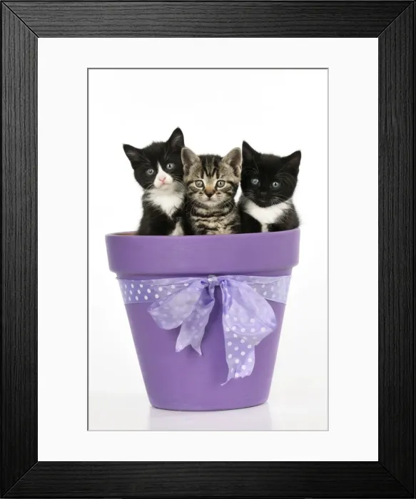 Framed Print : CAT. Kittens sitting in a plant pot Framed Print : CAT. Kittens sitting in a plant pot