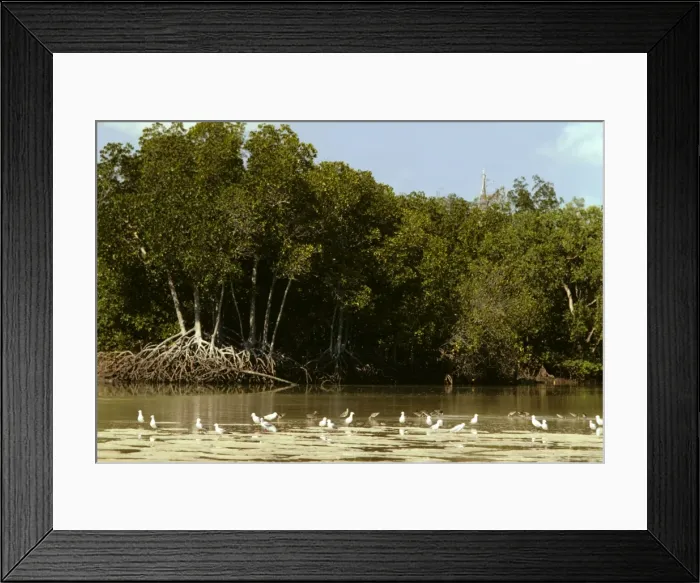 Framed Print : Mangrove - With gulls in foreground - Arnhemland, coast, Northern Territory, Australia JPF00801 Framed Print : Mangrove - With gulls in foreground - Arnhemland, coast, Northern Territory, Australia JPF00801