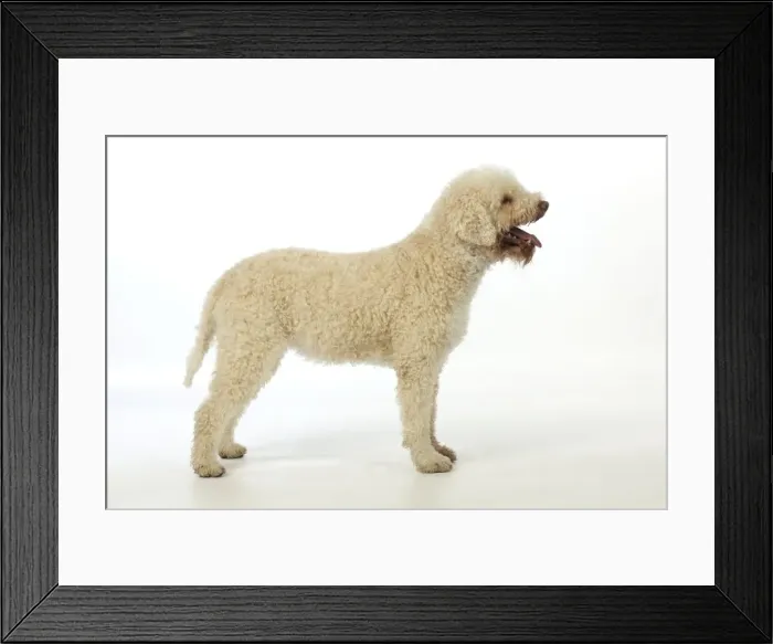 Framed Print : DOG. Lagotto romagnolo Framed Print : DOG. Lagotto romagnolo