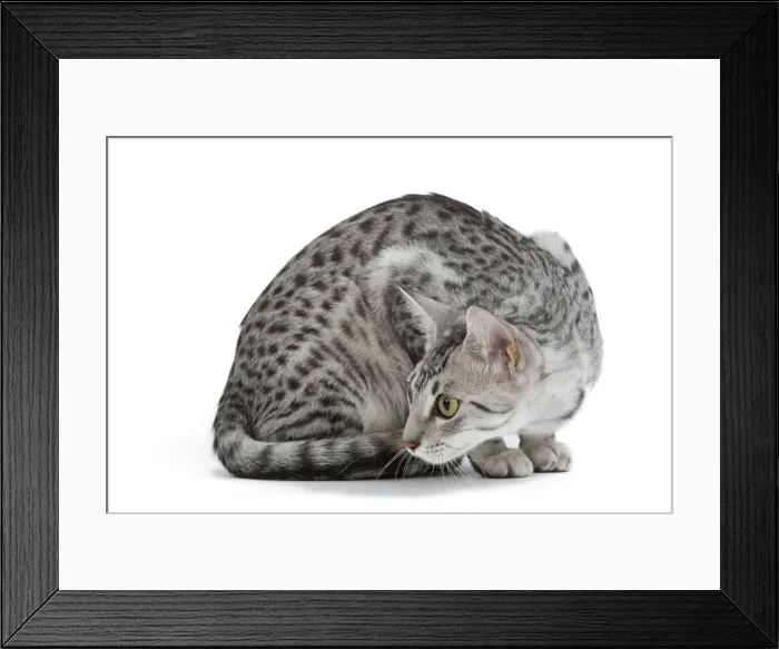 Framed Print : Cat - Egyptian Mau - black silver spotted in studio Framed Print : Cat - Egyptian Mau - black silver spotted in studio