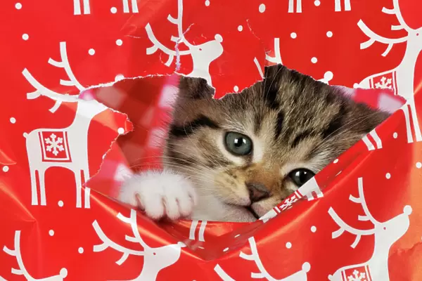 CAT. Kitten looking through hole in christmas wrapping paper Digital Manipulation: removed highlight reflections. Changed baclground check from pink to red