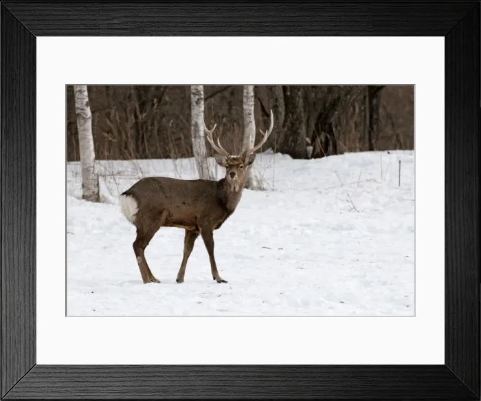 Framed Print : Sika Deer - standing in snow - Hokkaido Island - Japan