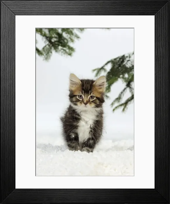 Framed Print : CAT. Kitten in snow Framed Print : CAT. Kitten in snow