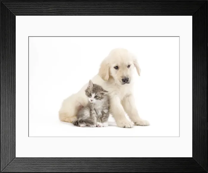 Framed Print : Dog - Golden retriever puppy in studio with kitten Framed Print : Dog - Golden retriever puppy in studio with kitten
