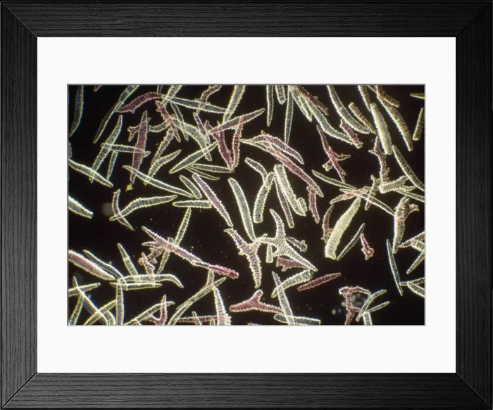 Framed Print : Sponge Spicules - microscopic, x4 magnification Framed Print : Sponge Spicules - microscopic, x4 magnification