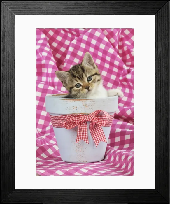 Framed Print : CAT. Kitten sitting in a plant pot Framed Print : CAT. Kitten sitting in a plant pot