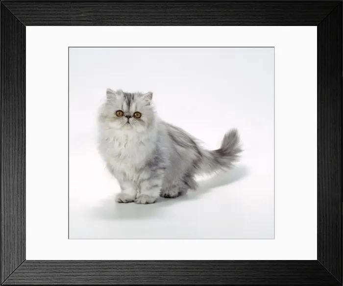 Framed Print : Persian Tortoiseshell Cameo Cat JD 14520 Kitten © John Daniels / ARDEA LONDON Framed Print : Persian Tortoiseshell Cameo Cat JD 14520 Kitten © John Daniels / ARDEA LONDON