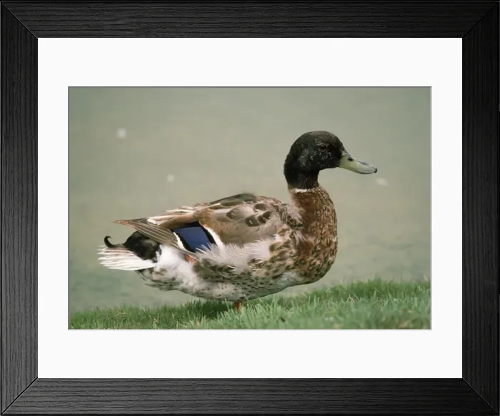 Framed Print : Northern Mallard - male - entering eclipse plummage Framed Print : Northern Mallard - male - entering eclipse plummage