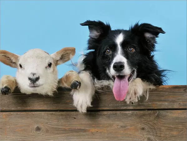 DOG & LAMB. Border collie and cross breed lamb looking over old barn door best friends