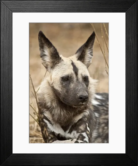 Framed Print : Wild Dog - Mashatu Game Reserve - Botswana Framed Print : Wild Dog - Mashatu Game Reserve - Botswana