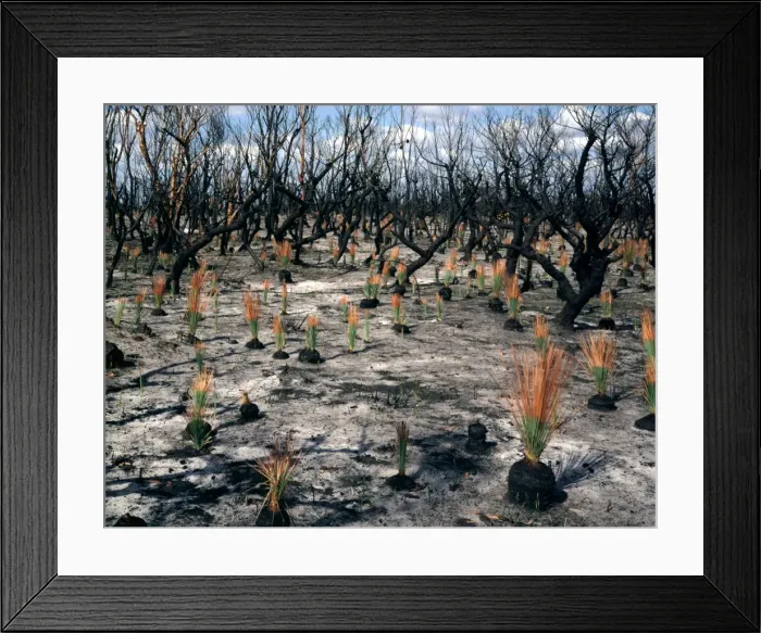 Framed Print : Flora regeneration seven weeks after fire Leaves of Xanthorroea rasinosa about 30cms tall. No growth on Eucalypts nor on Banksia serrata, Royal National Park, New South Wales, Australia JPF35098 Framed Print : Flora regeneration seven weeks after fire Leaves of Xanthorroea rasinosa about 30cms tall. No growth on Eucalypts nor on Banksia serrata, Royal National Park, New South Wales, Australia JPF35098