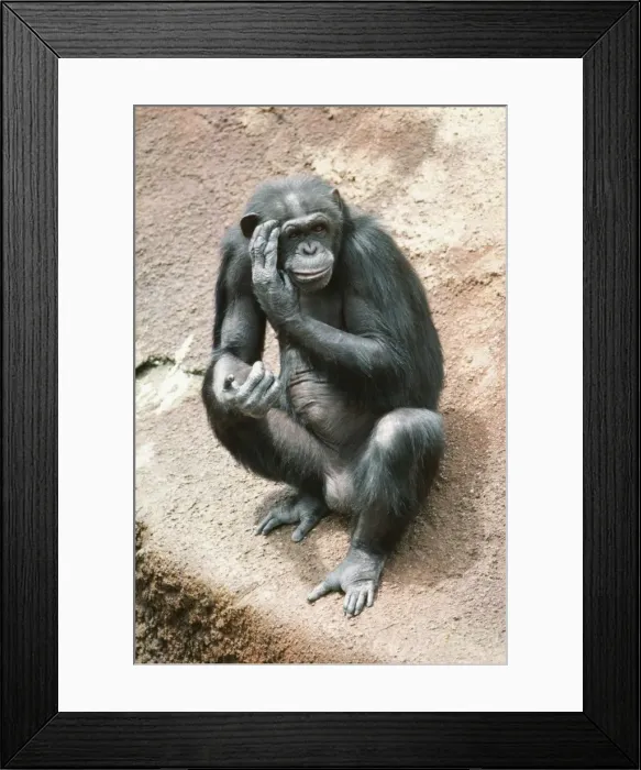 Framed Print : Chimpanzee KF 4753 Pan troglodytes © Kenneth Fink / ARDEA LONDON Framed Print : Chimpanzee KF 4753 Pan troglodytes © Kenneth Fink / ARDEA LONDON