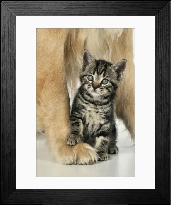 Framed Print : CAT & DOG. Kitten sat between golden retrievers legs Framed Print : CAT & DOG. Kitten sat between golden retrievers legs