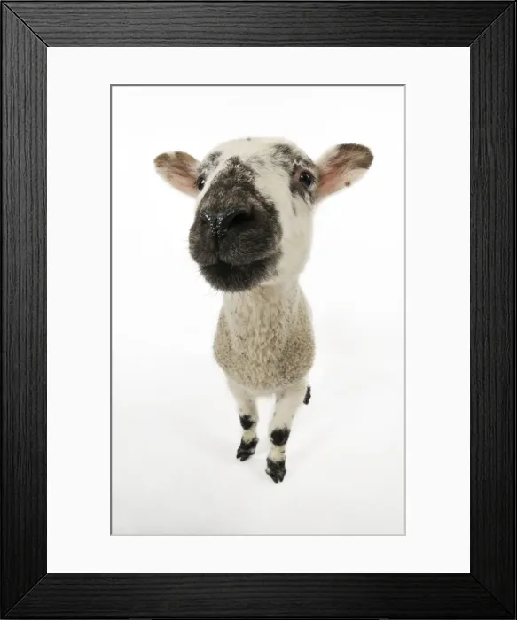 Framed Print : LAMB. Cross breed lamb wide angle shot Framed Print : LAMB. Cross breed lamb wide angle shot