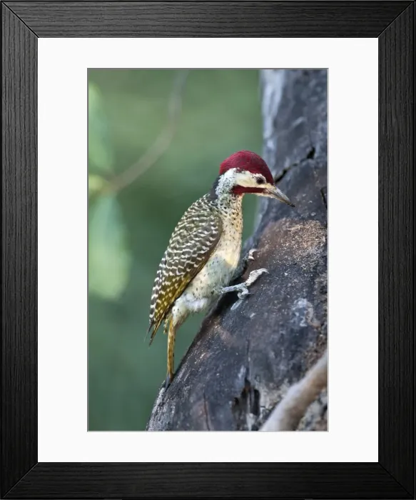 Framed Print : Goldentailed Woodpecker - searching for food on tree trunk - Okavango River - Botswana Framed Print : Goldentailed Woodpecker - searching for food on tree trunk - Okavango River - Botswana