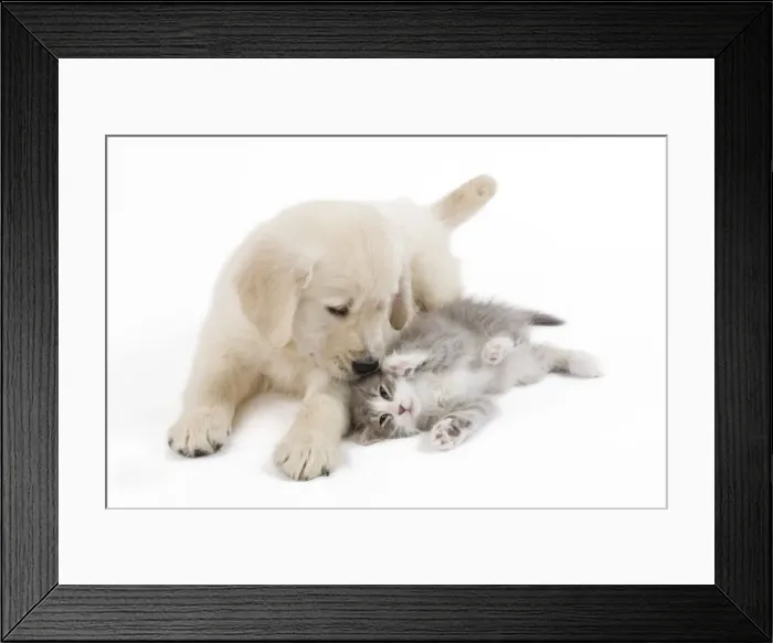 Framed Print : Dog - Golden retriever puppy in studio with kitten Framed Print : Dog - Golden retriever puppy in studio with kitten