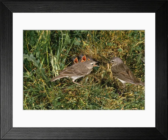 Framed Print : Water Pipit - adults at nest feeding young Framed Print : Water Pipit - adults at nest feeding young