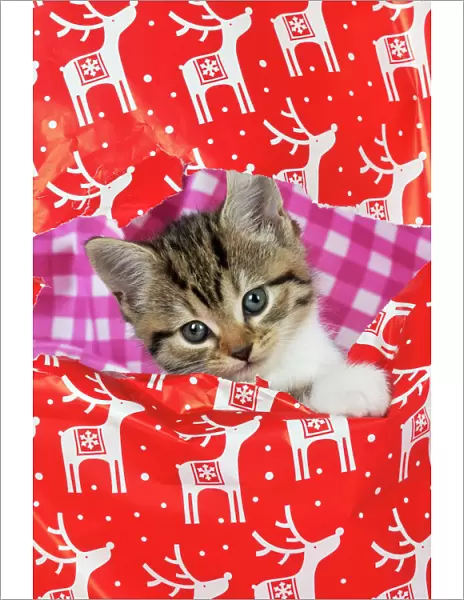 CAT. Kitten looking through hole in christmas wrapping paper