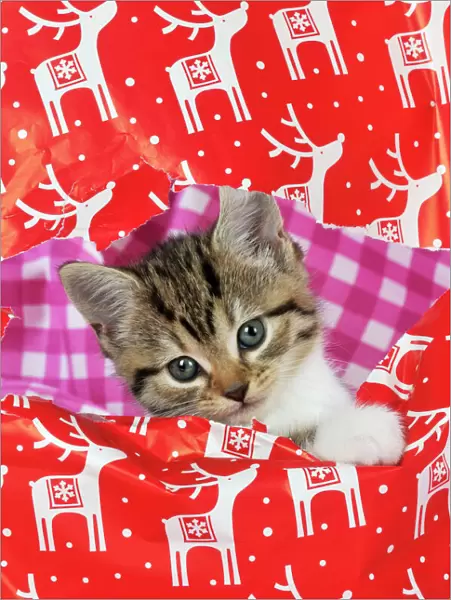 CAT. Kitten looking through hole in christmas wrapping paper