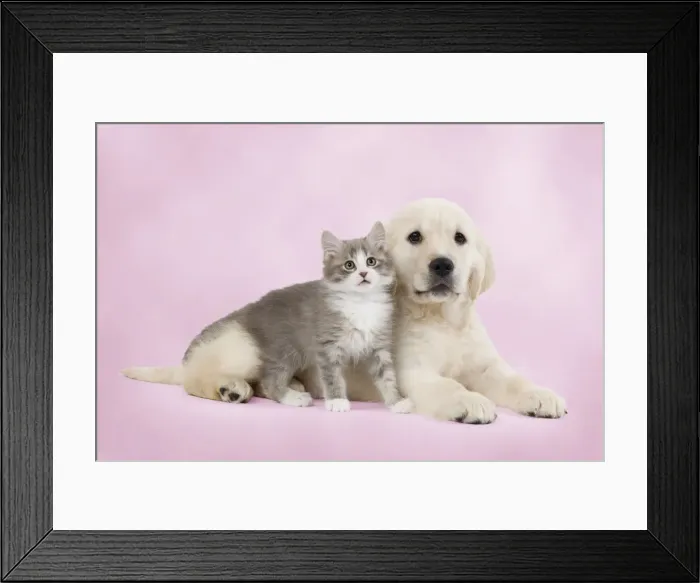 Framed Print : Dog - Golden retriever puppy with kitten Digital Manipulation: background colour Framed Print : Dog - Golden retriever puppy with kitten Digital Manipulation: background colour