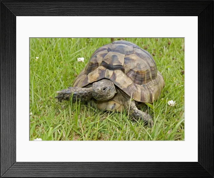 Framed Print : African Spurred Tortoise