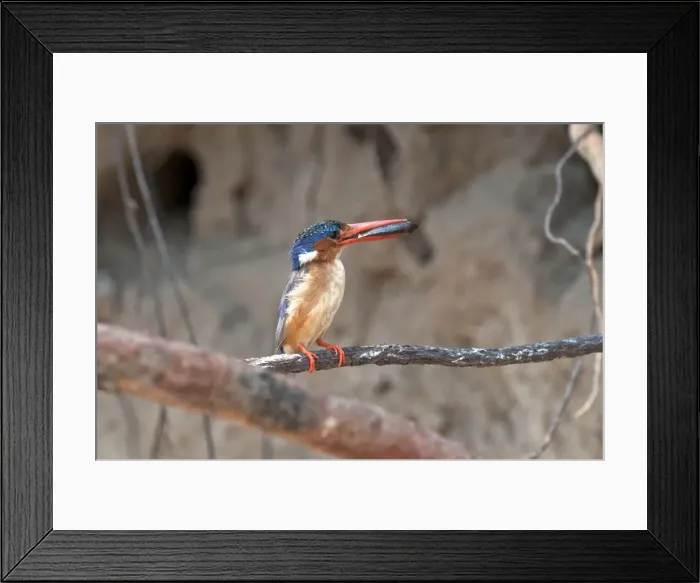 Framed Print : Malachite Kingfisher - with fish in bill - perched on thin branch - Okavango River - Botswana