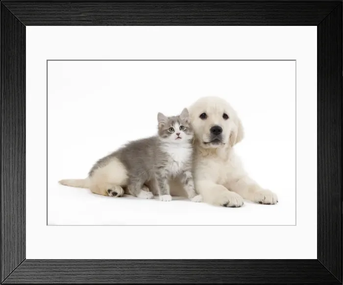 Framed Print : Dog - Golden retriever puppy in studio with kitten Framed Print : Dog - Golden retriever puppy in studio with kitten