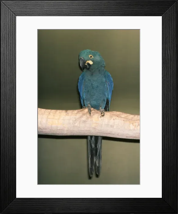 Framed Print : Lear's Macaw Framed Print : Lear's Macaw