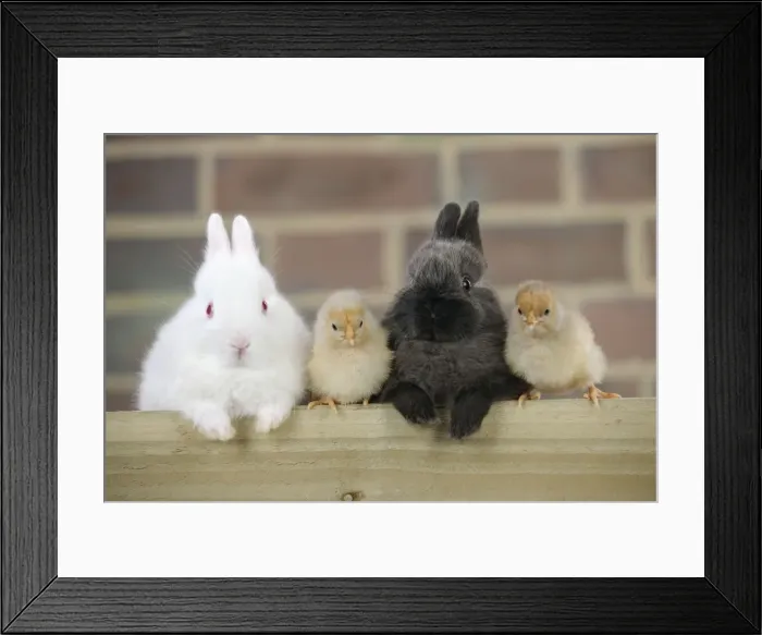 Framed Print : RABBIT. Rabbits and chicks sitting together Framed Print : RABBIT. Rabbits and chicks sitting together
