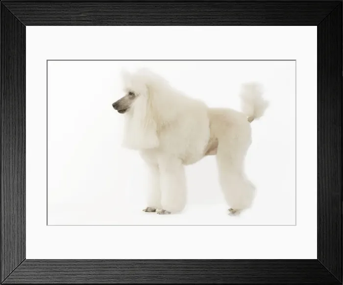 Framed Print : Dog - Standard Poodle WE0T1478 Framed Print : Dog - Standard Poodle WE0T1478