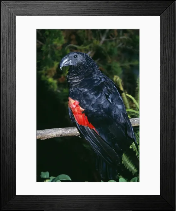 Framed Print : Pesquet's Parrot Framed Print : Pesquet's Parrot
