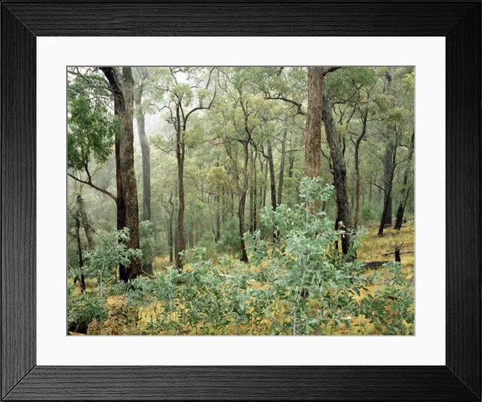 Framed Print : Open Eucalypt forest Victoria, Australia JPF27140 Framed Print : Open Eucalypt forest Victoria, Australia JPF27140